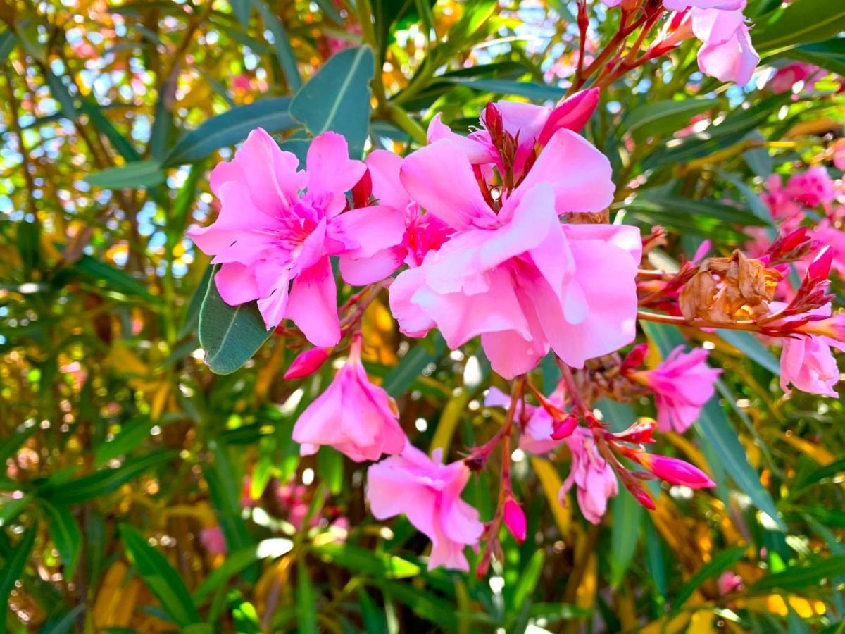 Villetta Flora Con Piscina คอสตาพาราดีโซ ภายนอก รูปภาพ